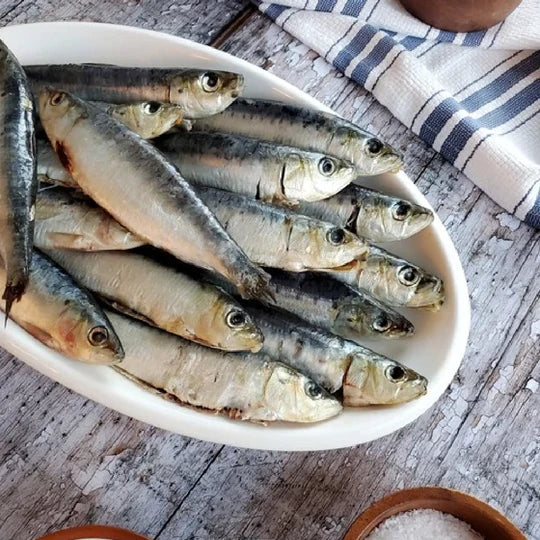 Sardine Fish, Benefits of Sardine, Seafood Fish