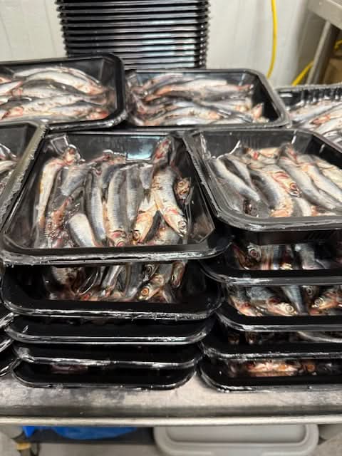 Anchovies, Whole, Peruvian, 1 LB TRAY