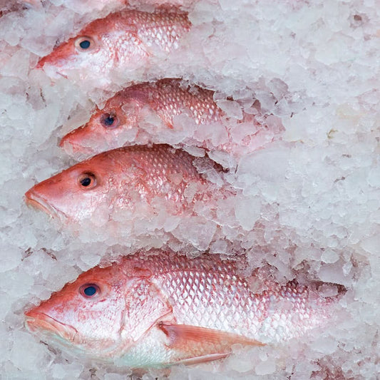 Red Snapper Fish, Whole, Wild, Florida, 2 - 2.75 lb each