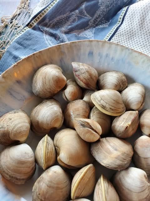 Fresh Littleneck Hard Clams, Chesapeake Bay, Virginia