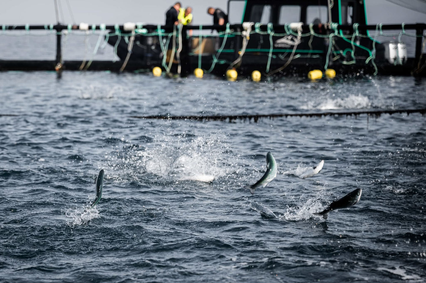 Valhalla Norwegian EU Sustainable Salmon