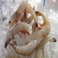 Large North Carolina, Shell On, "Fresh Wild Shrimp" 16/20 ct.
