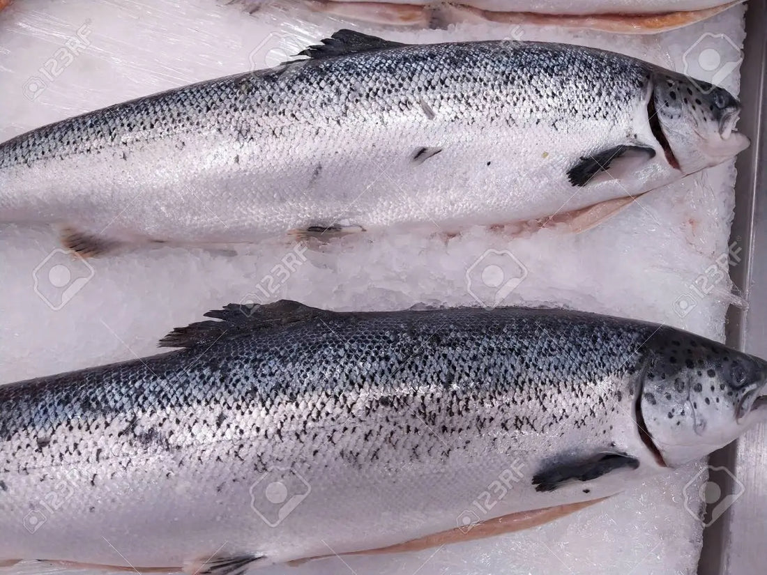 Wild King Salmon recipe
