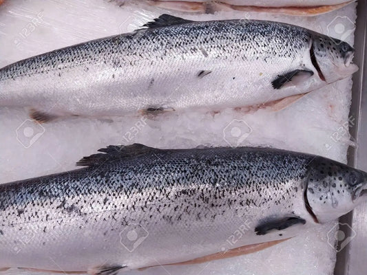 Wild King Salmon recipe