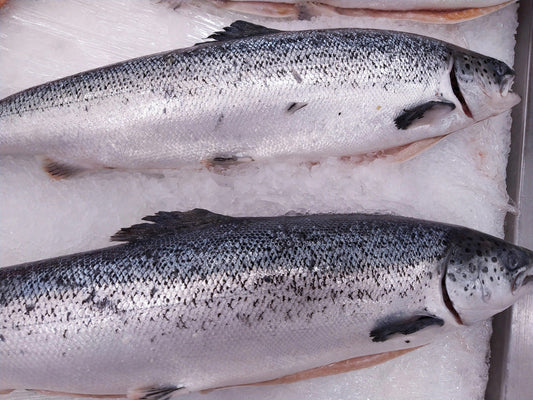 Wild King Salmon with Lemon & Dill: A Bright, Flavor-Packed Summer Seafood Recipe