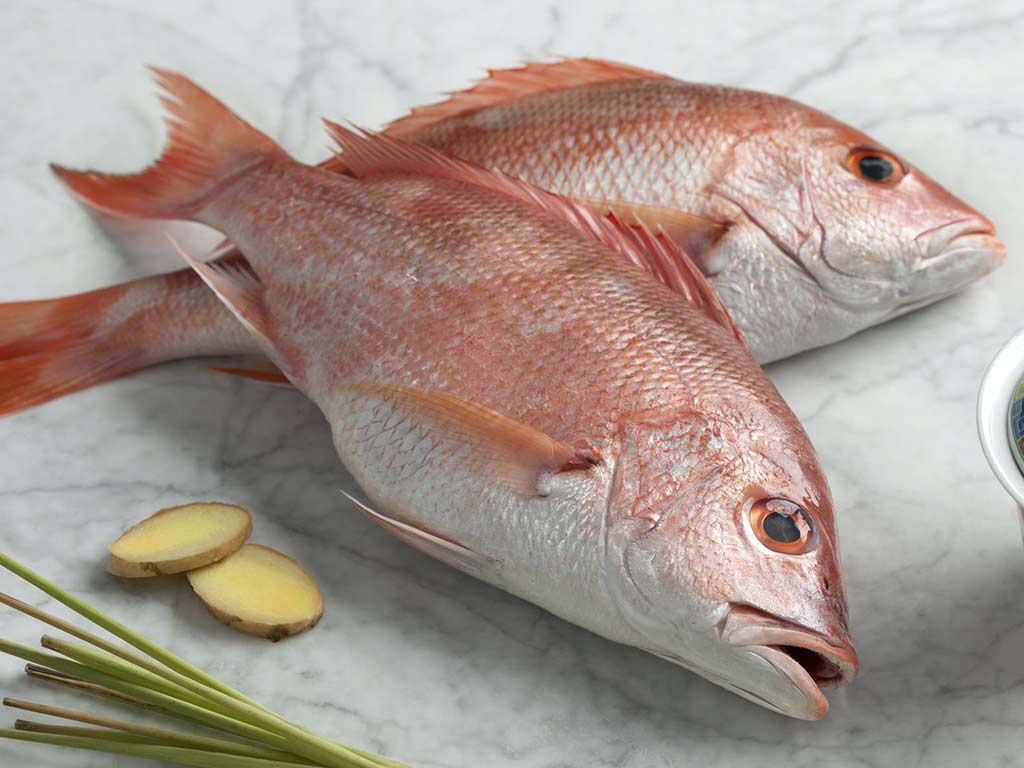 Red Snapper Near Me Northern Red Snapper, Florida Snappers, Whole