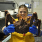Appetizer Size Red King Crab Legs 2lbs– 6–7 Legs/lb (Subscribe & Save)