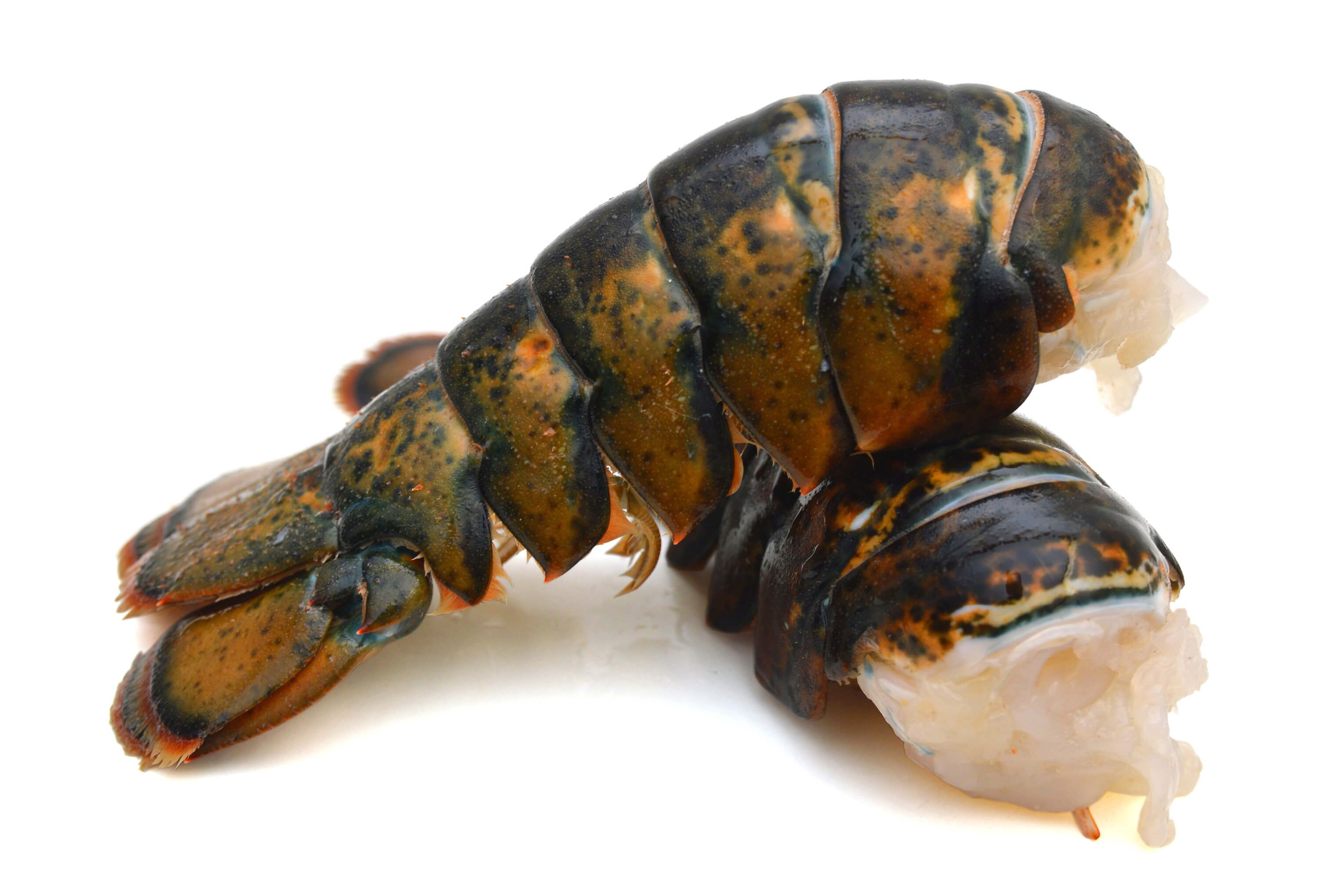 Fresh Lobster Tails for Sale Online Cold Water Lobster Tails