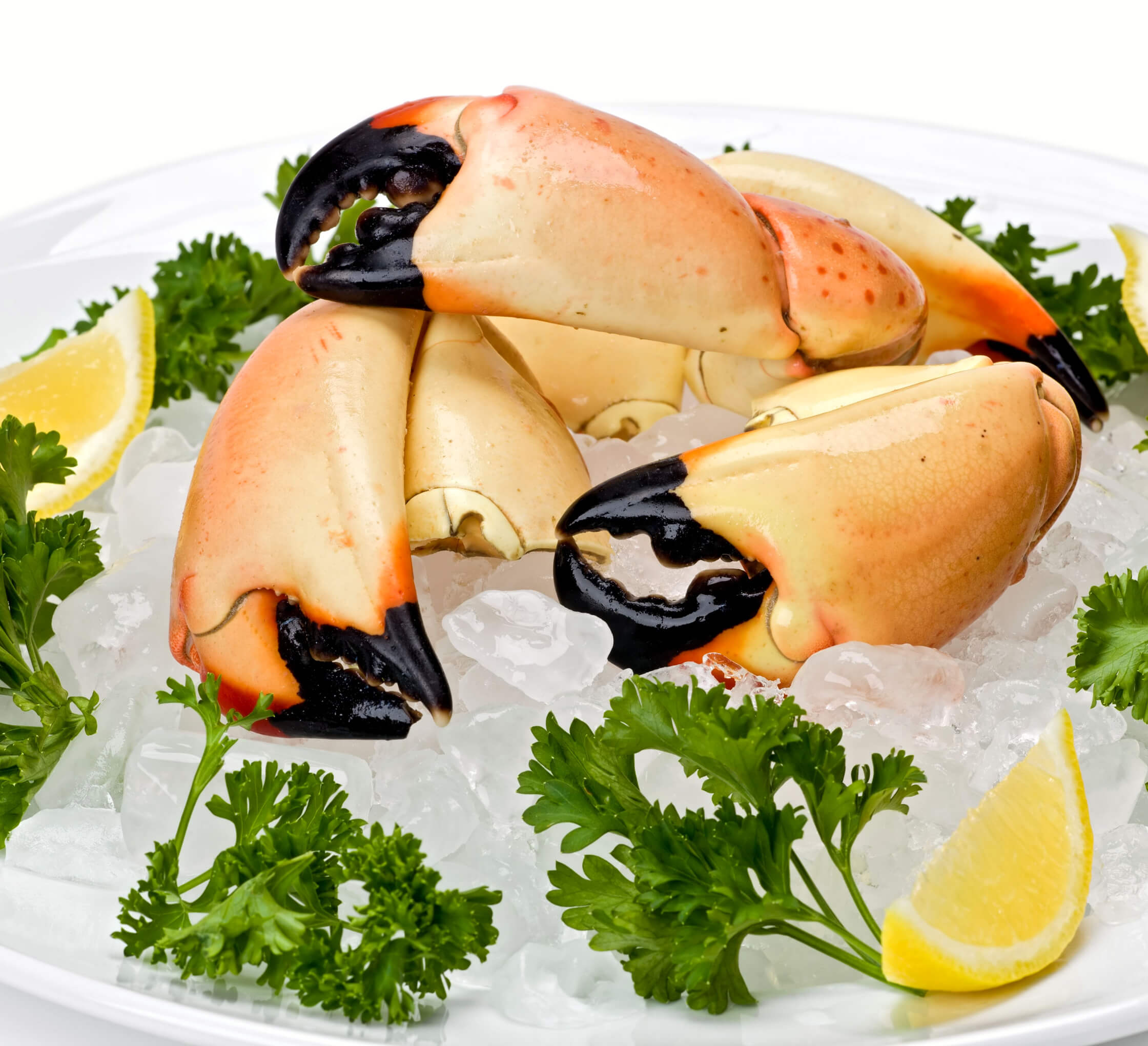 Shop Florida Stone Crab Claws, Medium | All Fresh Seafood