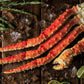 Super Colossal King Crab Legs, 2 LBS.  (Subscribe & Save)