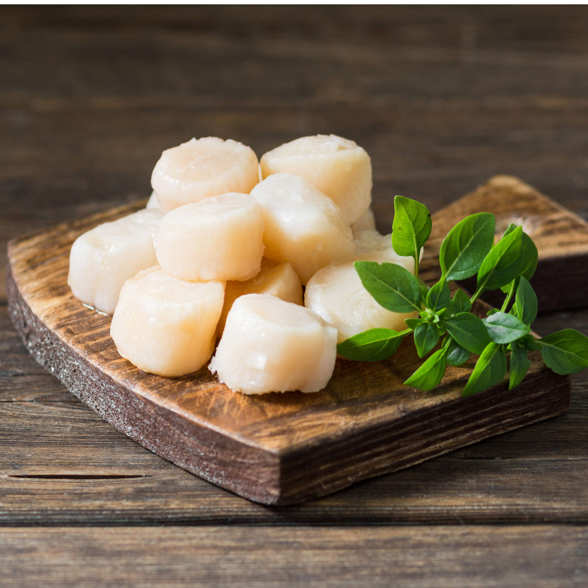 Diver Scallops, U10 Fresh Scallops Near Me Dry Pack Scallops