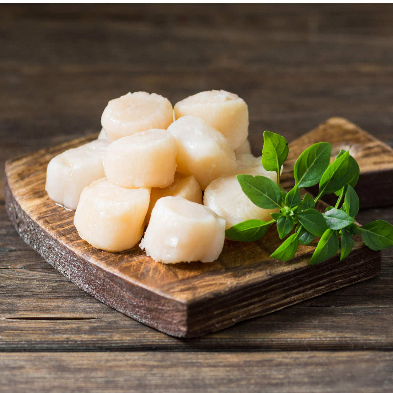 Diver Scallops, U10 Fresh Scallops Near Me Dry Pack Scallops