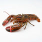 Live Maine Lobsters