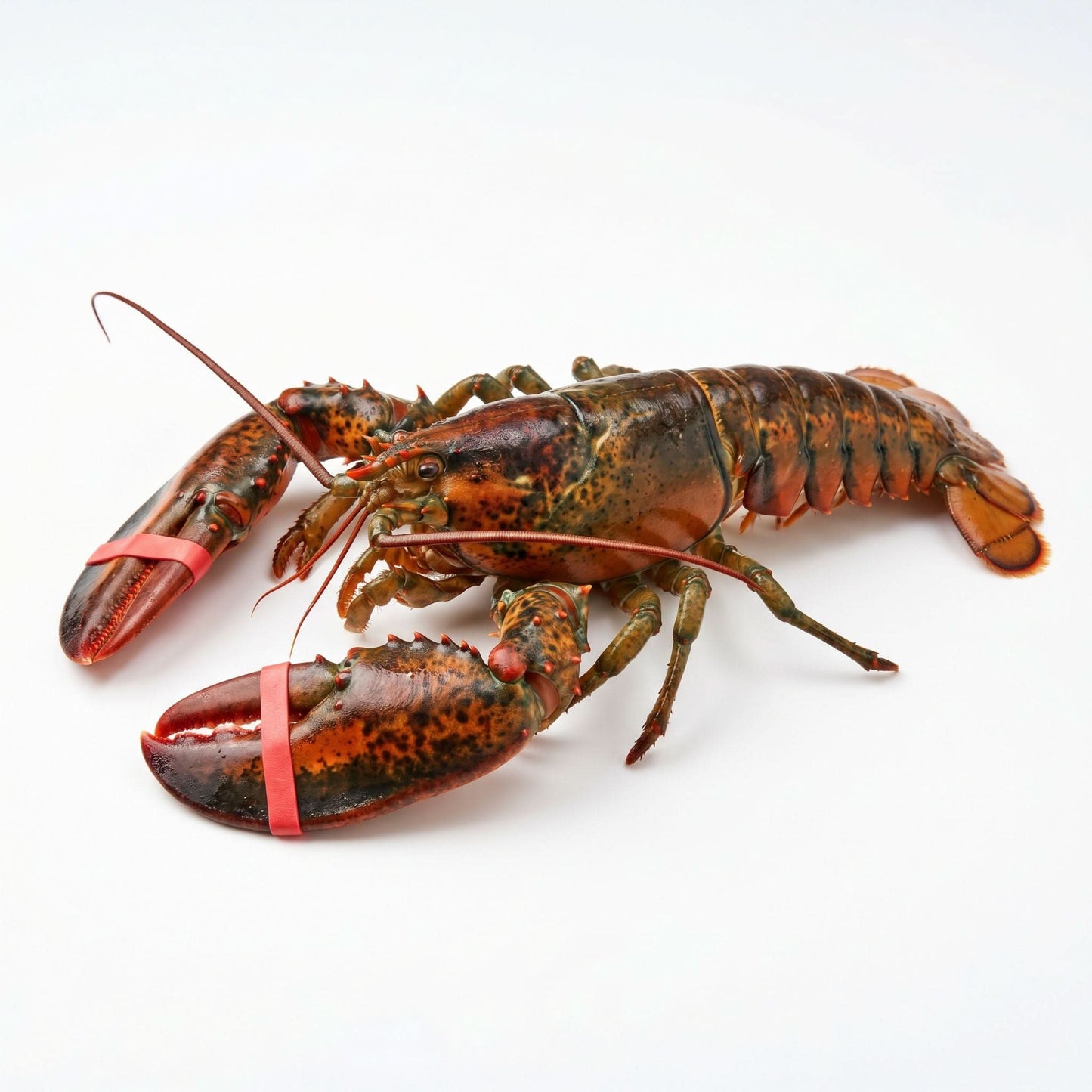 Live Maine Lobsters