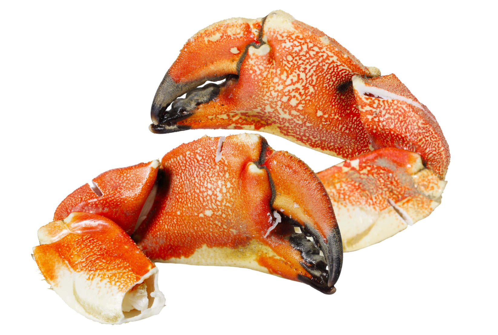 Jonah Crab Claws l Jonah Crab Claws Near Me l All Fresh Seafood