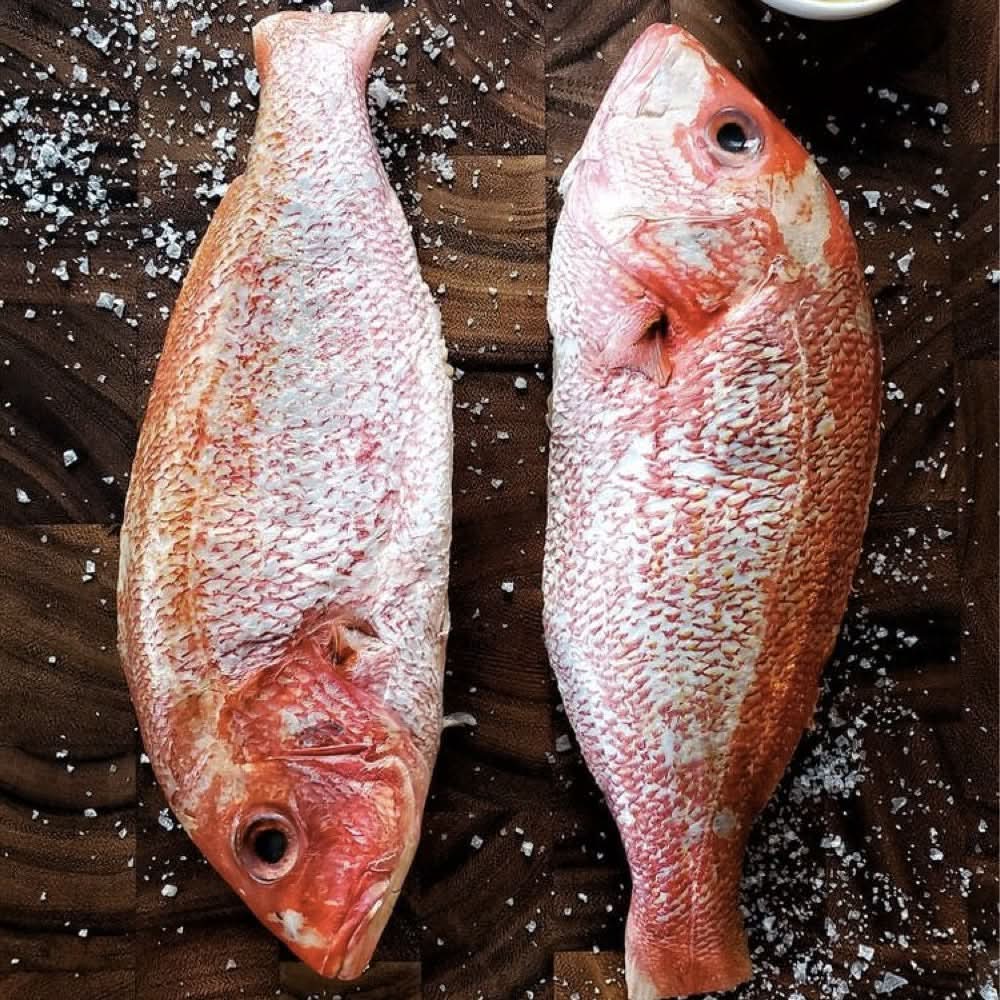 Red Snapper Fish, Whole, Wild, Florida, 2 - 2.75 lb each