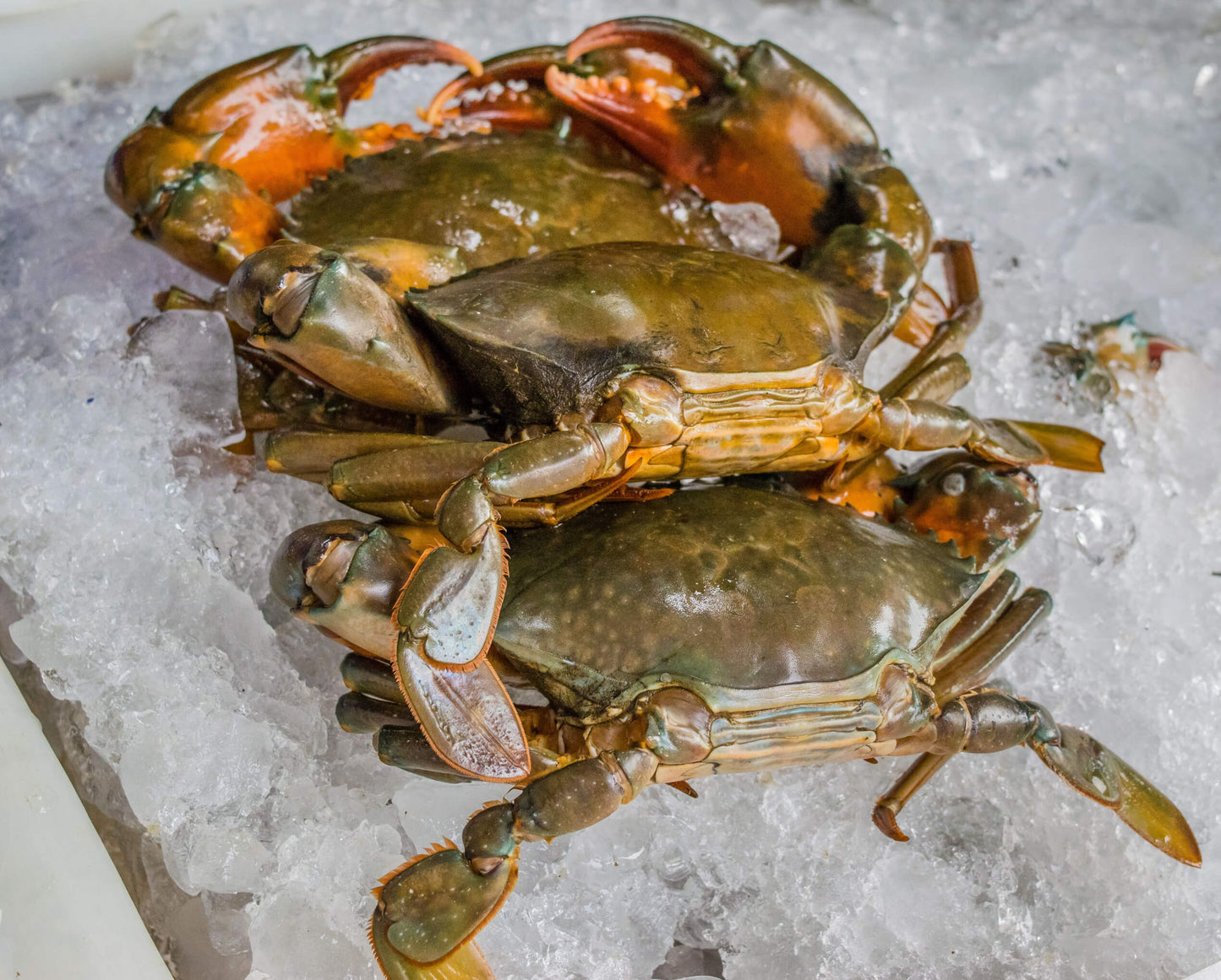 Maryland Soft Shell Crabs l Soft Shell Crab Near Me 6 pc