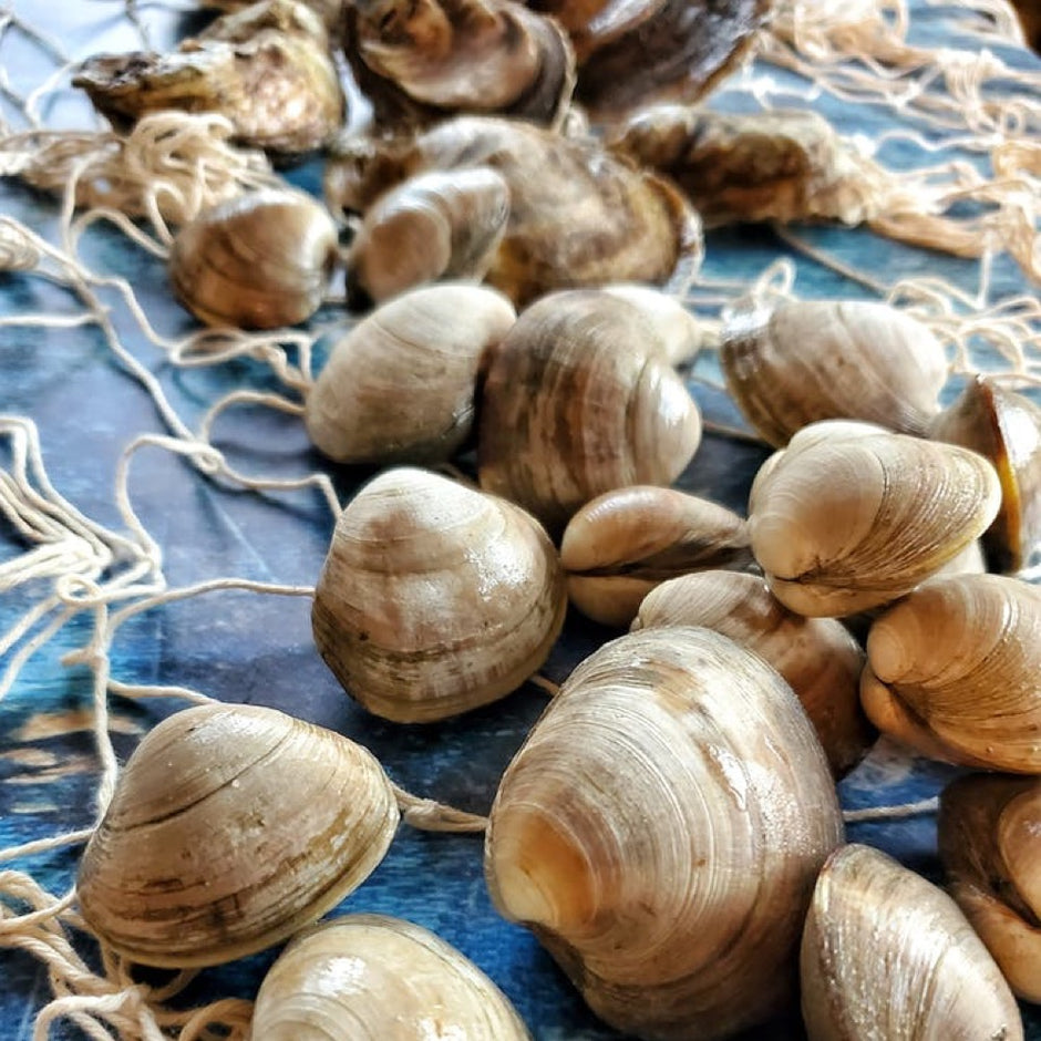 Buy Fresh Clams & Maine Oysters All Fresh Seafood