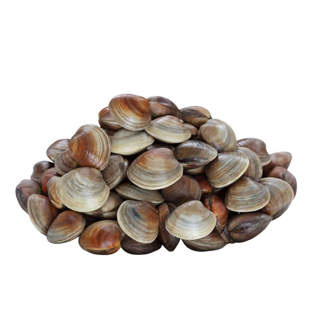 Fresh Littleneck Hard Clams, Chesapeake Bay, Virginia