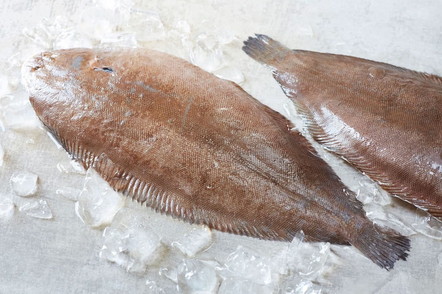 wild caught dover sole