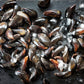PEI Mussels, 2lb