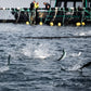 Scottish Salmon Fillet, Ocean Raised - Sustainably Raised