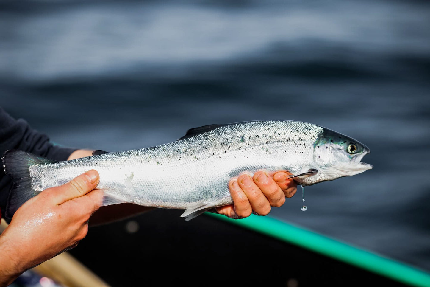 organic salmon from scotland