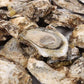 Chesapeake Bay Blue Point Oysters