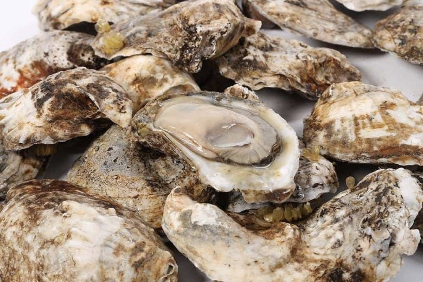 Chesapeake Bay Blue Point Oysters