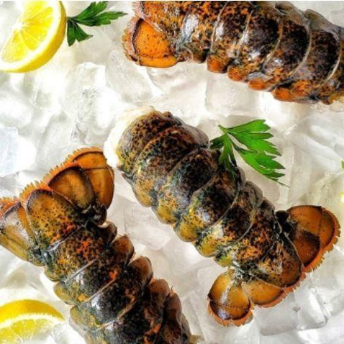 Fresh Lobster Tails for Sale Online Cold Water Lobster Tails