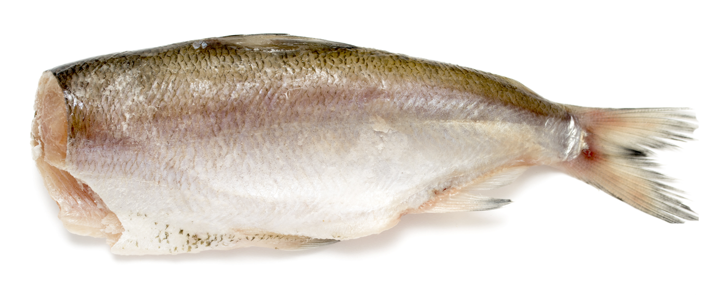 frozen smelts